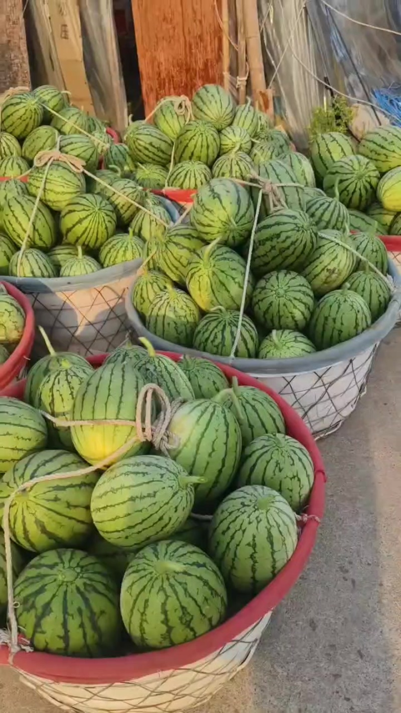 早春红玉小西瓜