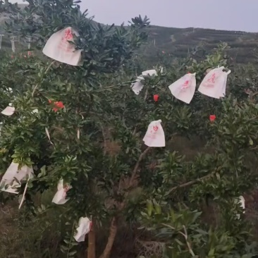 会理石榴