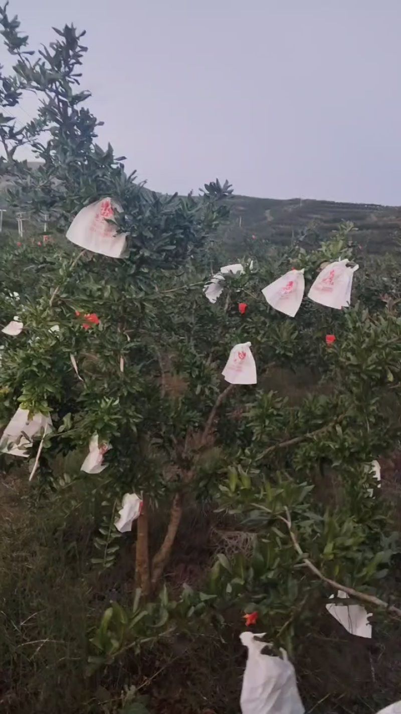 会理石榴