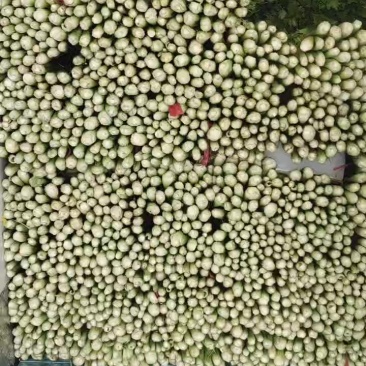 高原冷凉蔬菜，，六到十月份大量有货