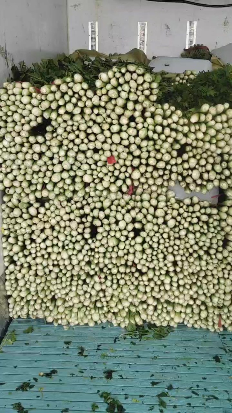 高原冷凉蔬菜，，六到十月份大量有货