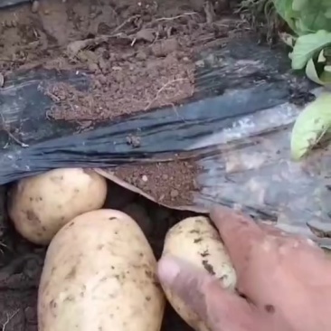 沃土土豆