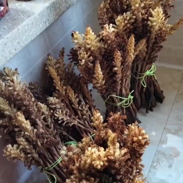 草苁蓉