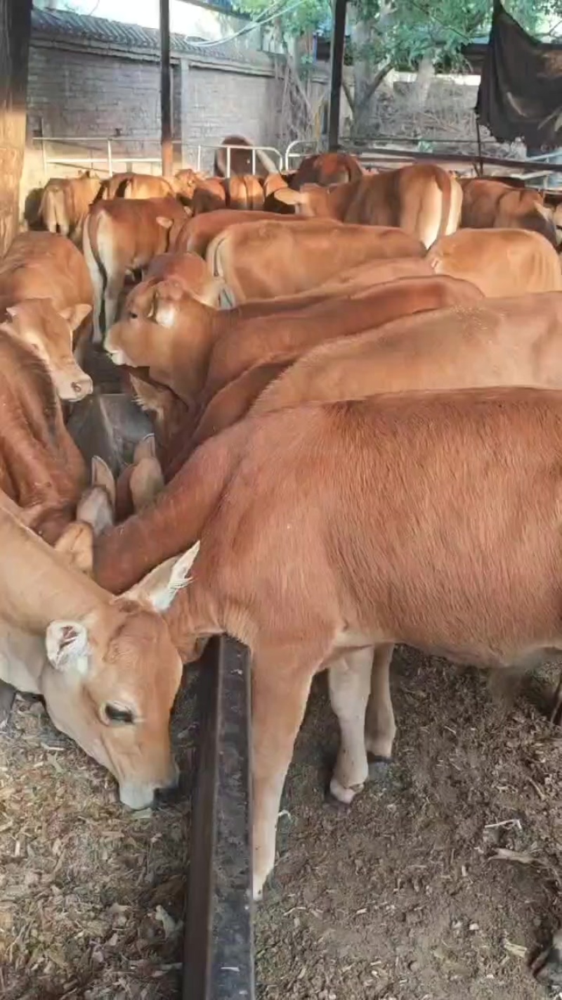 黄牛苗