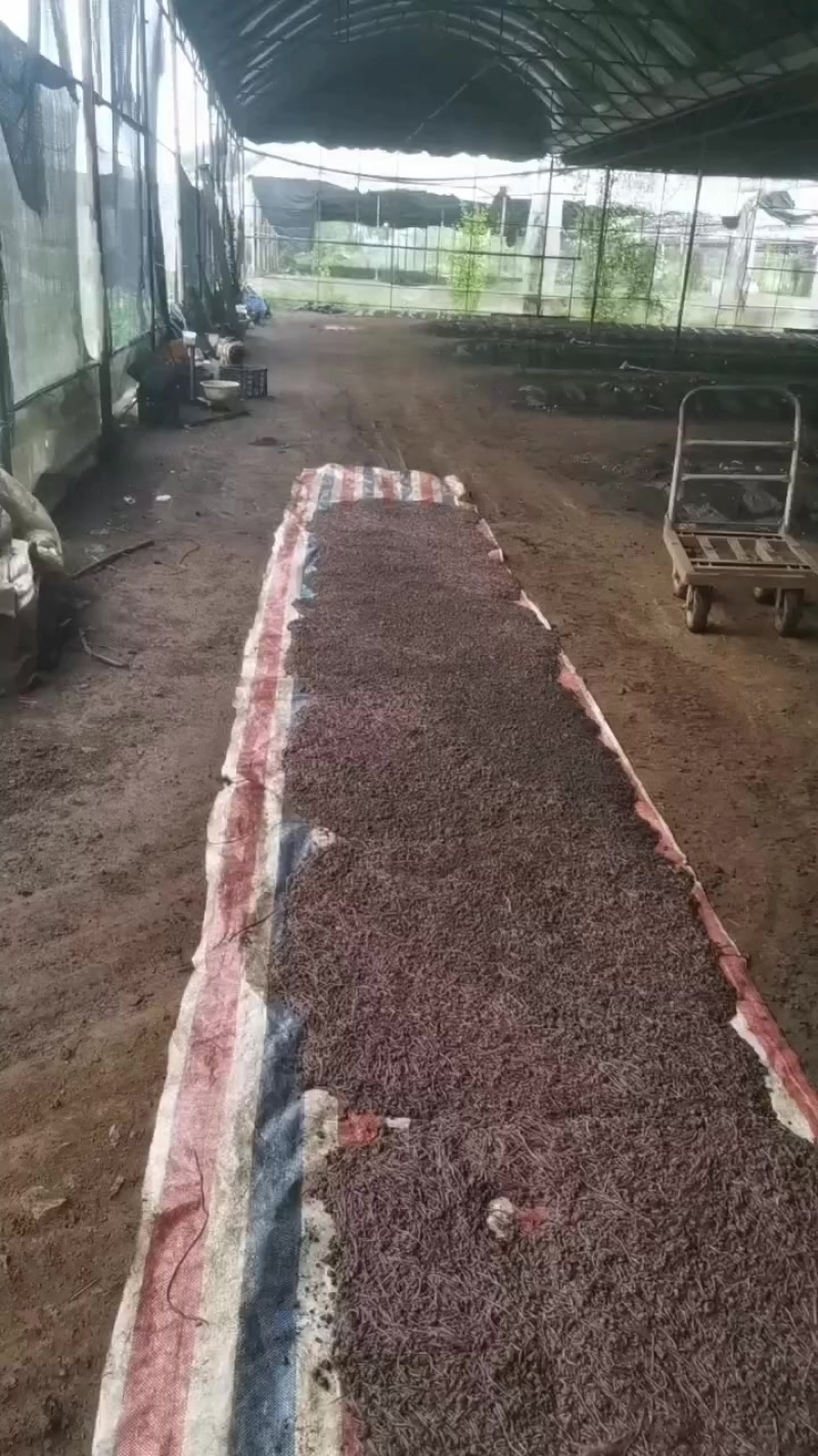 批发紫电