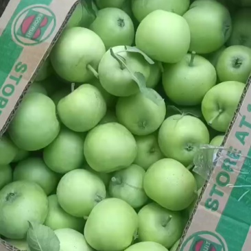 泰安辽伏苹果