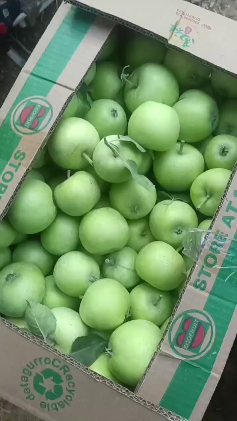 泰安辽伏苹果