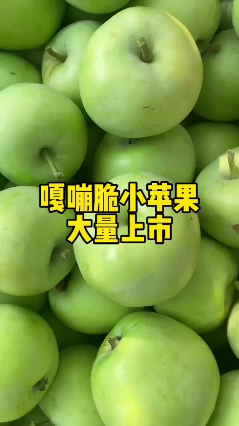 泰安辽伏苹果
