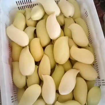 云南保山潞江坝芒果