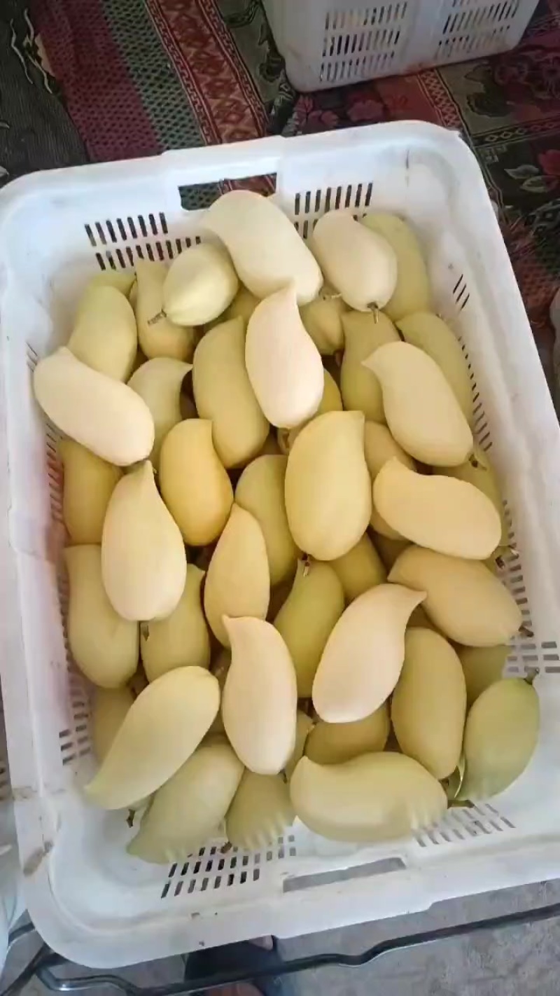 云南保山潞江坝芒果