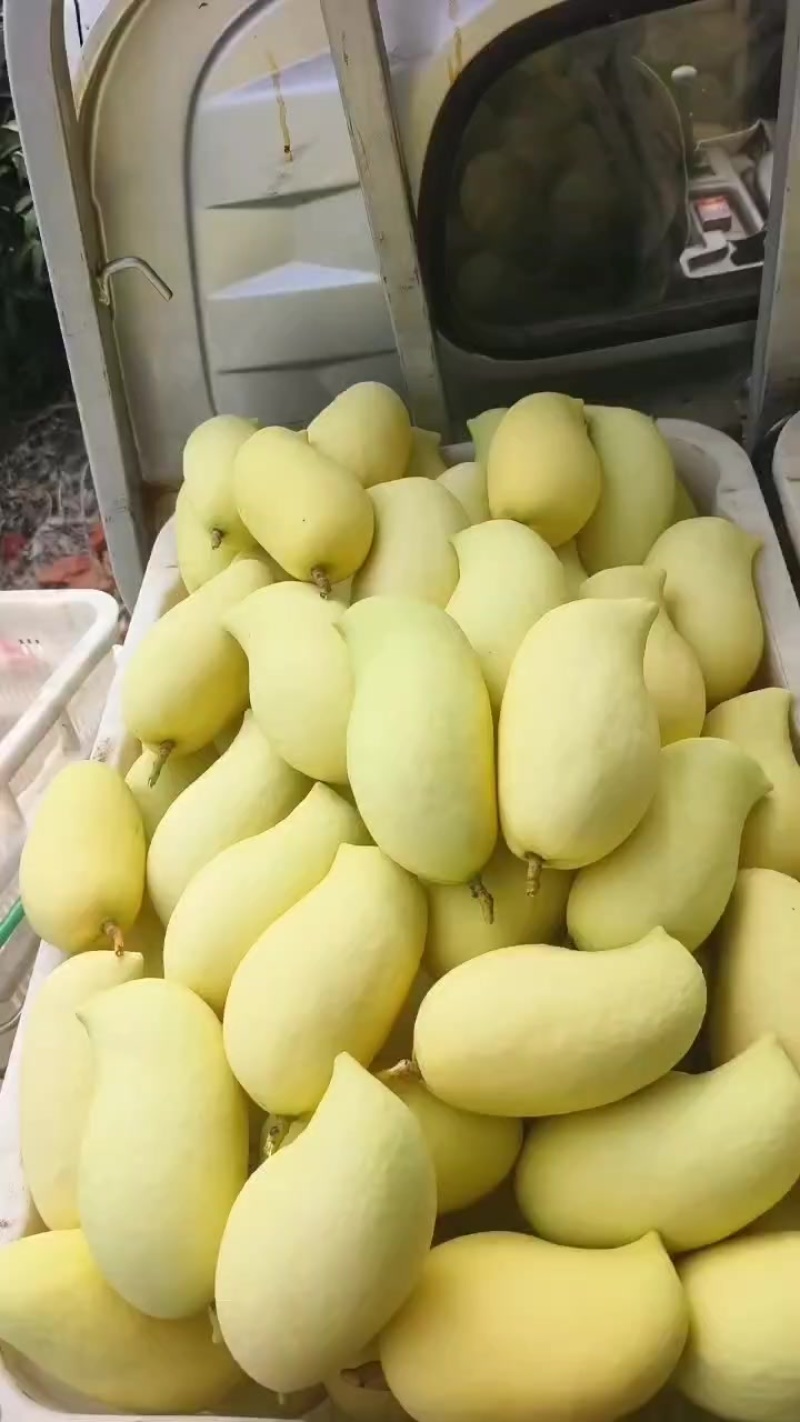 云南保山潞江坝芒果