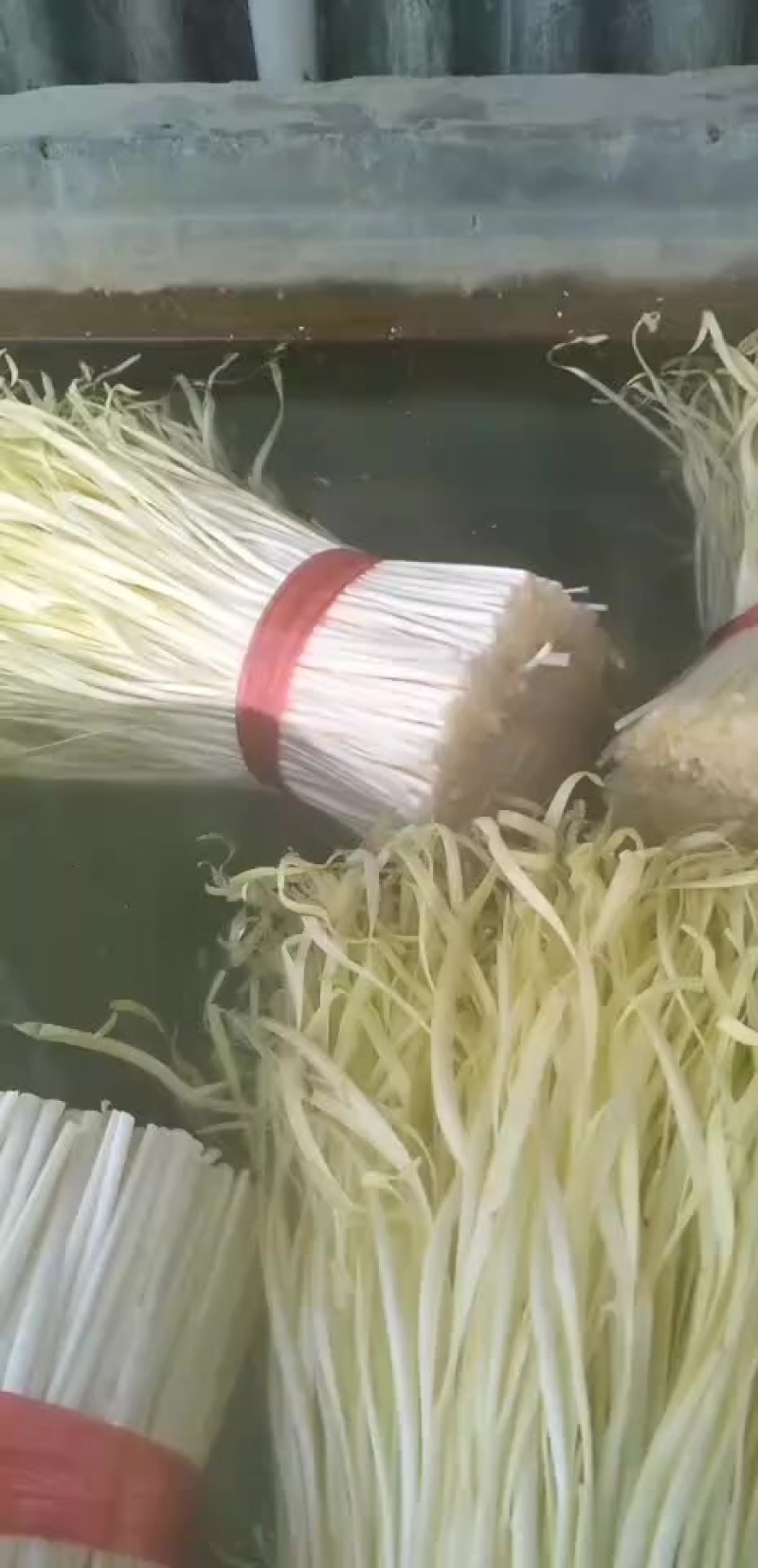 韭黄