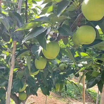 苍溪苏翠梨