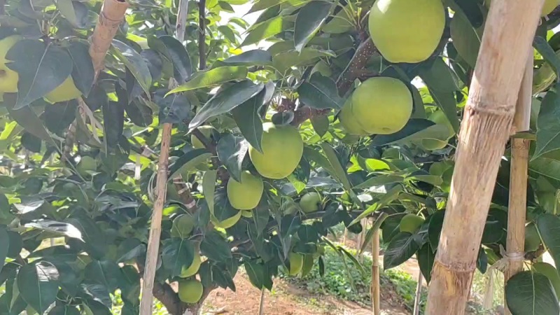 苍溪苏翠梨