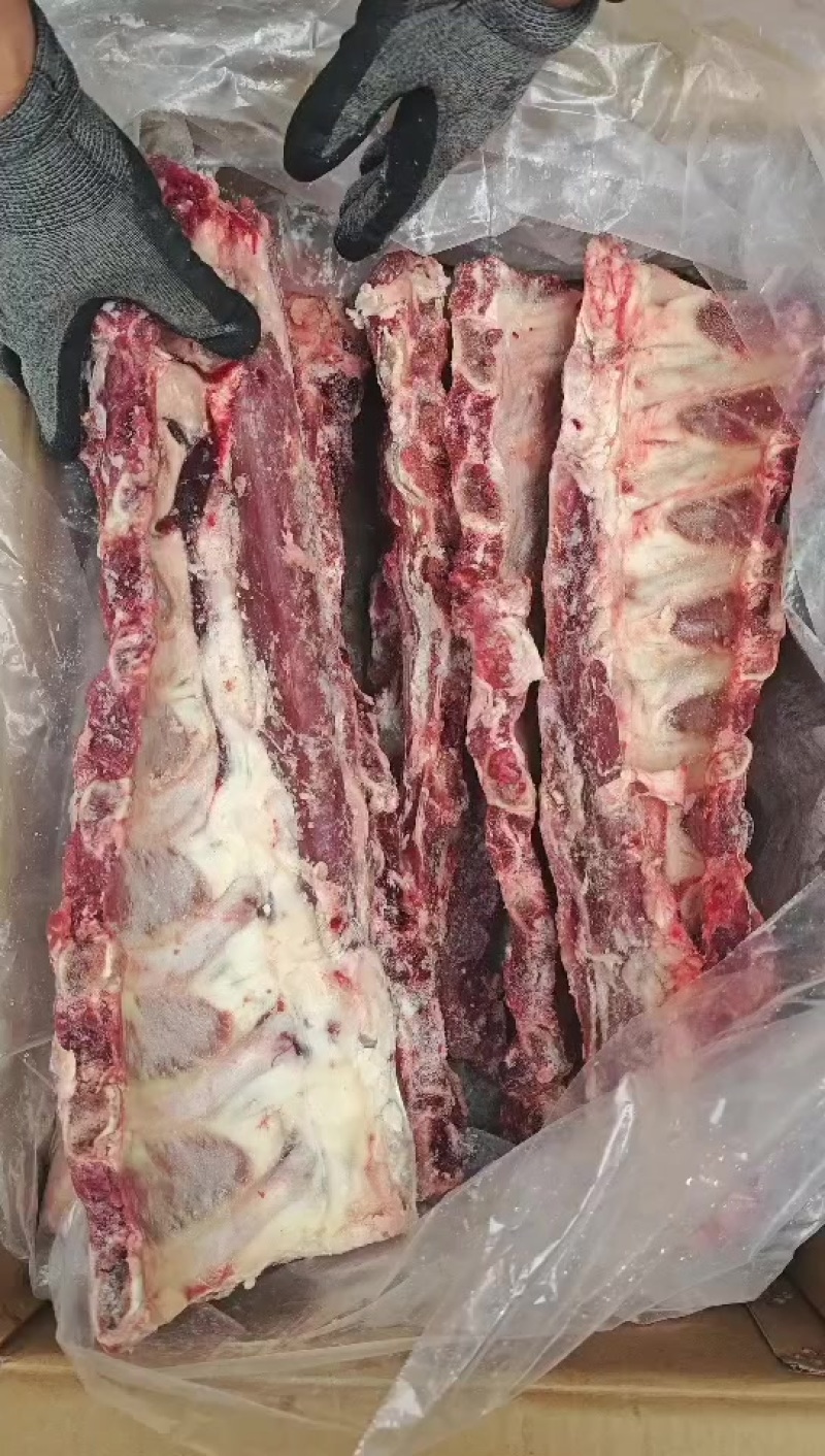 牛肩胛骨
