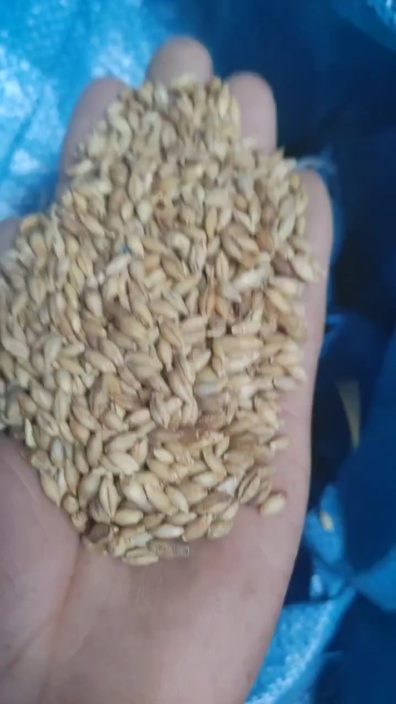 白青稞