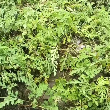 萧山围垦美都西瓜