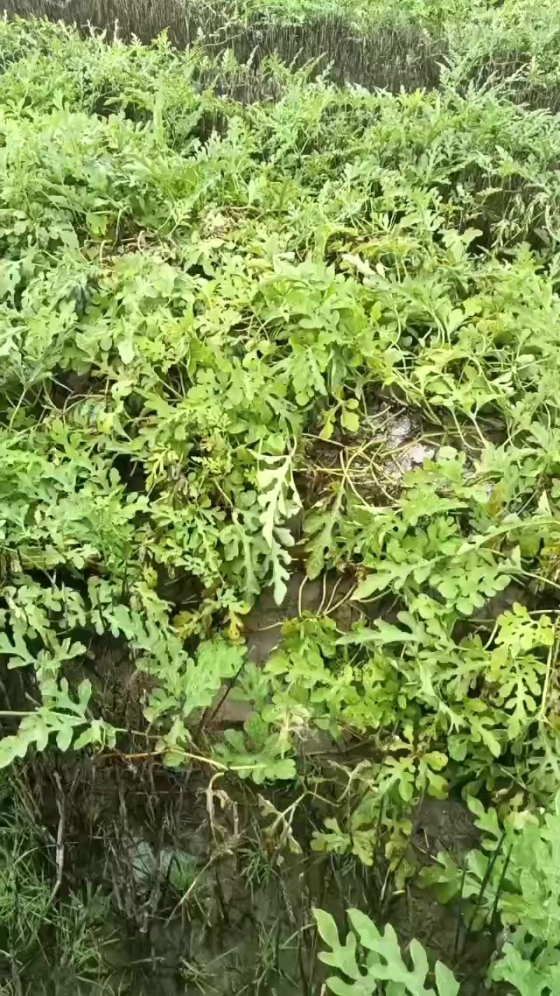 萧山围垦美都西瓜