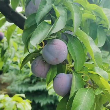 精品五月脆