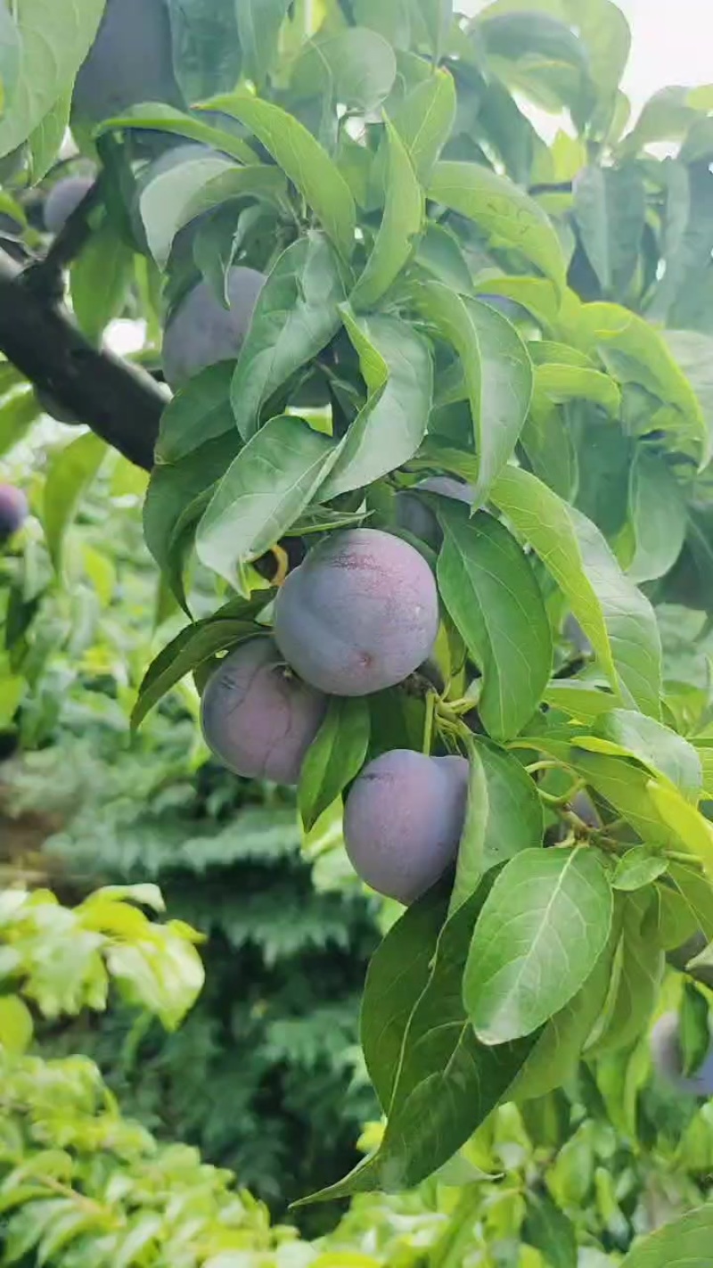 精品五月脆