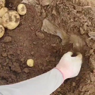 沃土5号挖呀挖，快来把它买回家