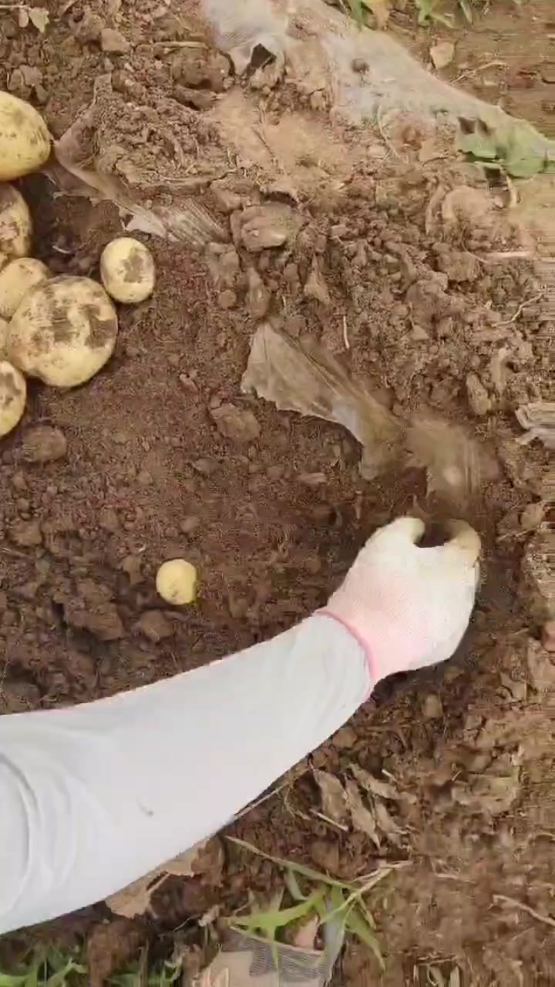 沃土5号挖呀挖，快来把它买回家