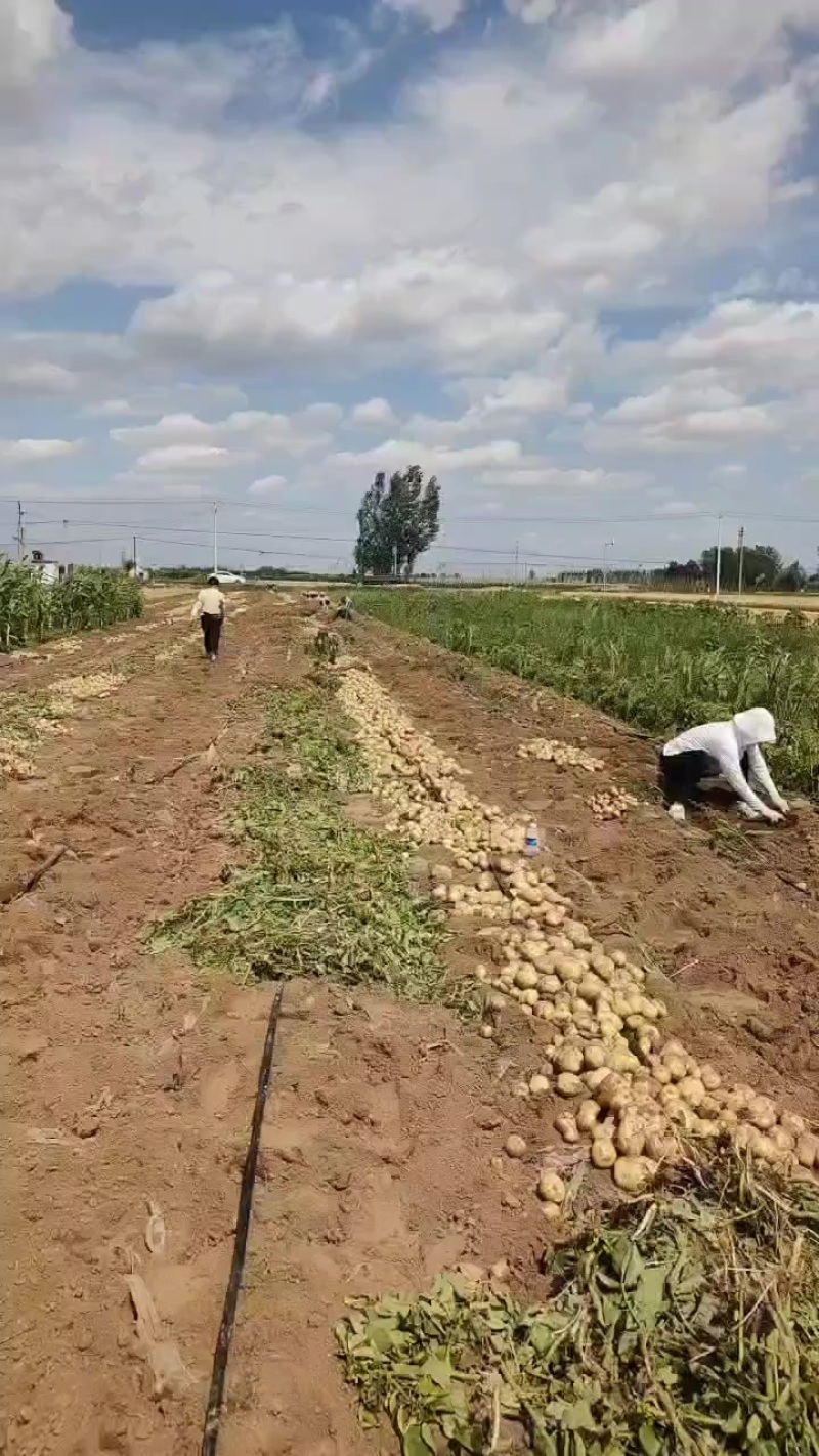 沃土5号挖呀挖，快来把它买回家