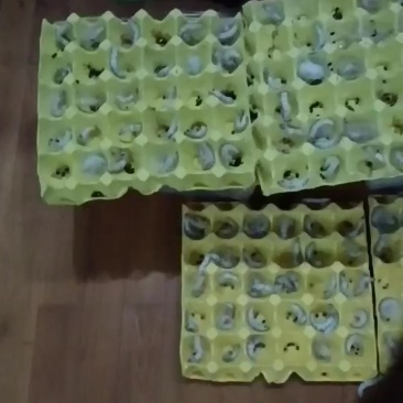 蚕茧