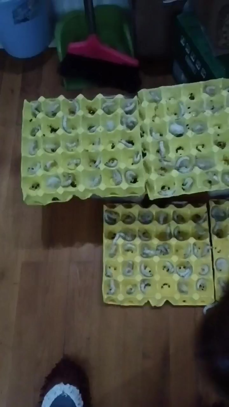 蚕茧