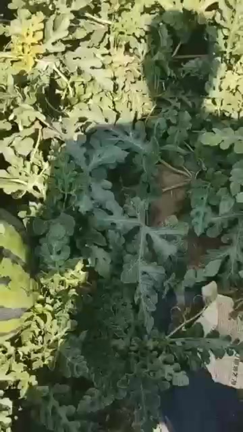 甜王西瓜大量成熟，需要的客商联系***********