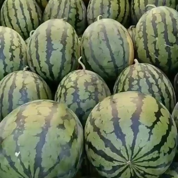 甜王西瓜大量成熟，需要的客商联系***********