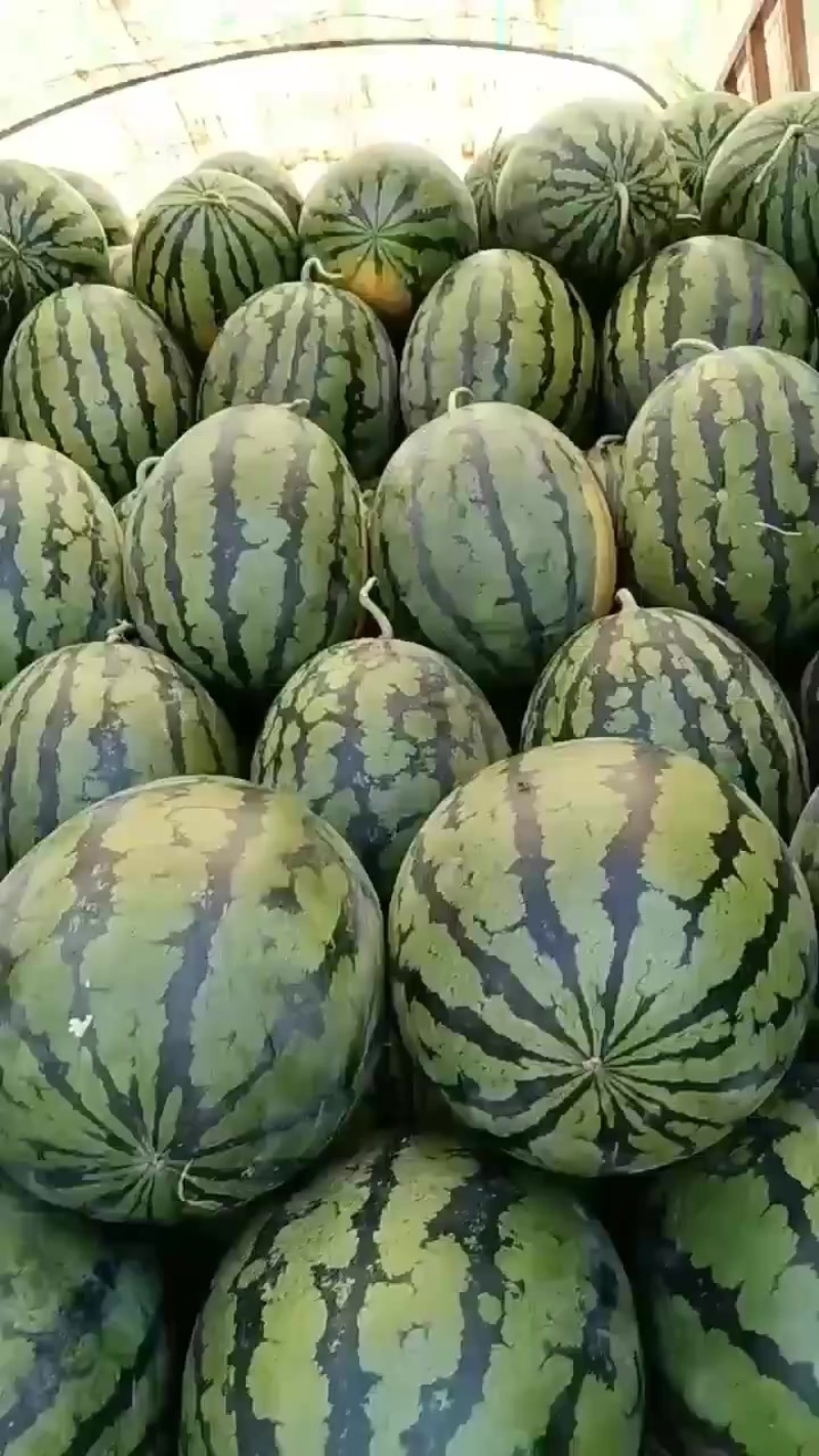甜王西瓜大量成熟，需要的客商联系***********