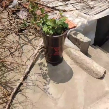 蜂蜜