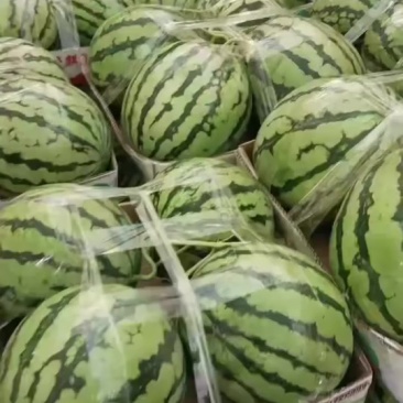 露天有籽西瓜毛毛钱需要