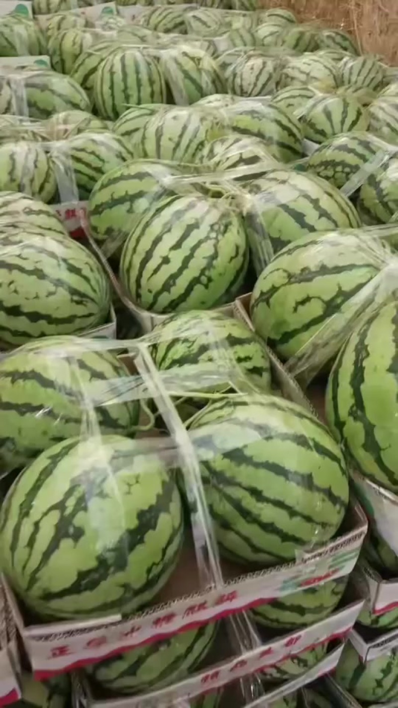 露天有籽西瓜毛毛钱需要