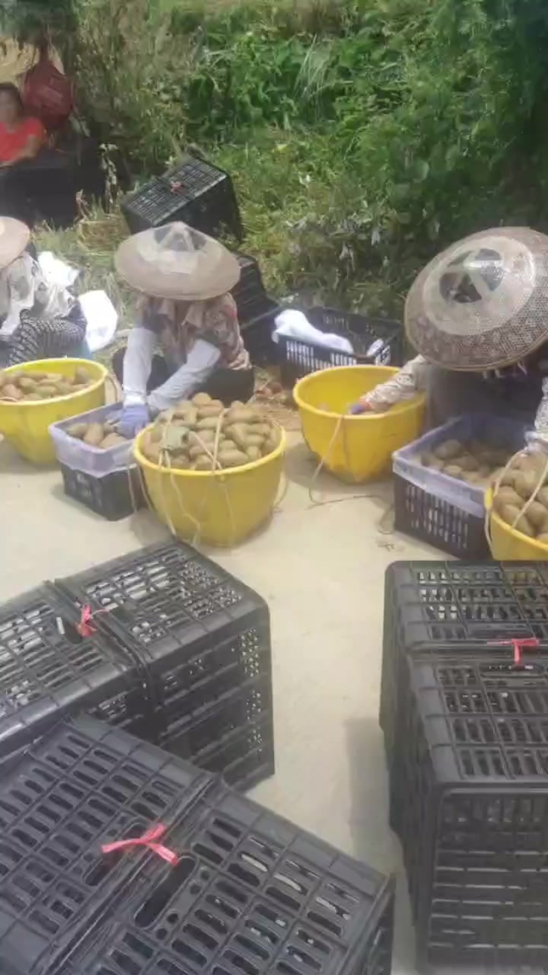 绿心猕猴桃