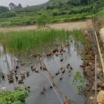 麻鸭
