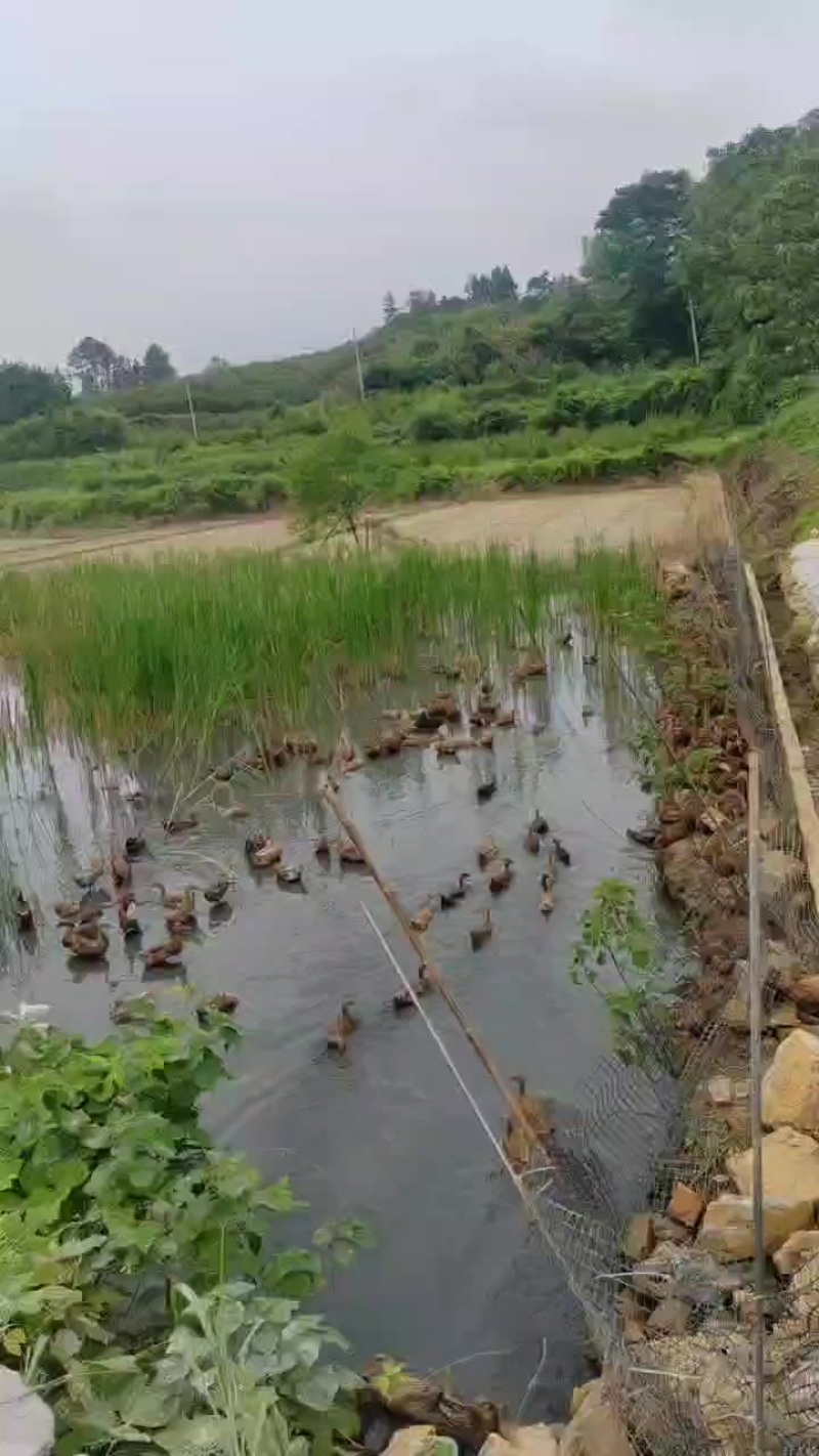 麻鸭