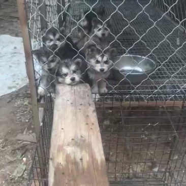 宠物狗