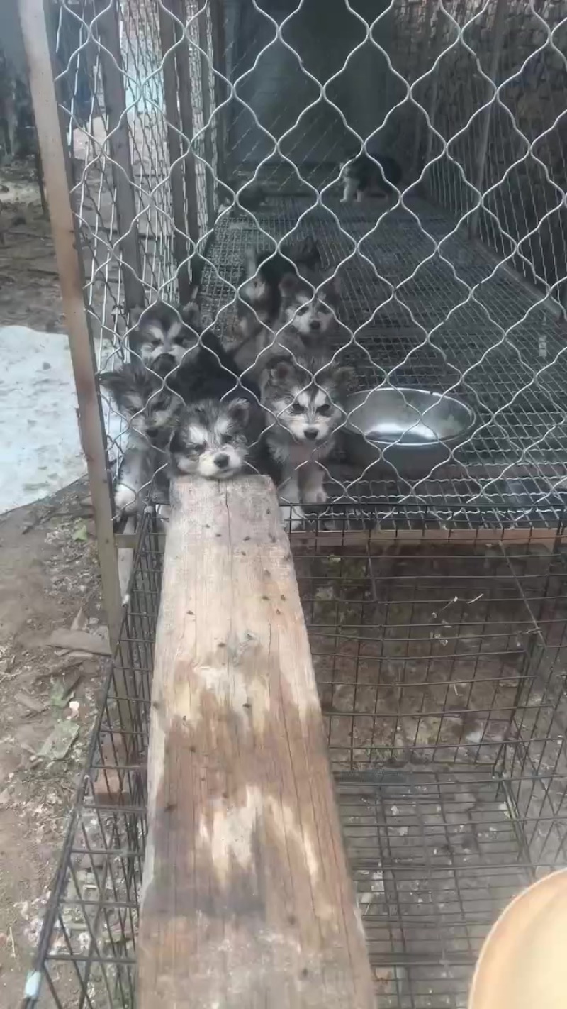 宠物狗
