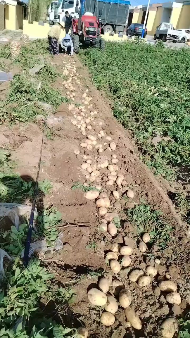 沃土五号