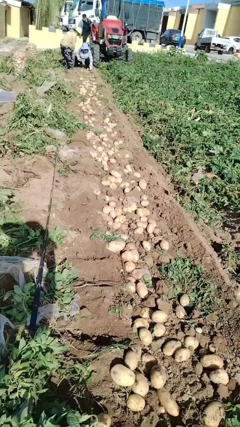 沃土五号