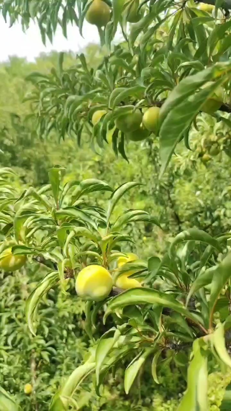 贵州六马李孑