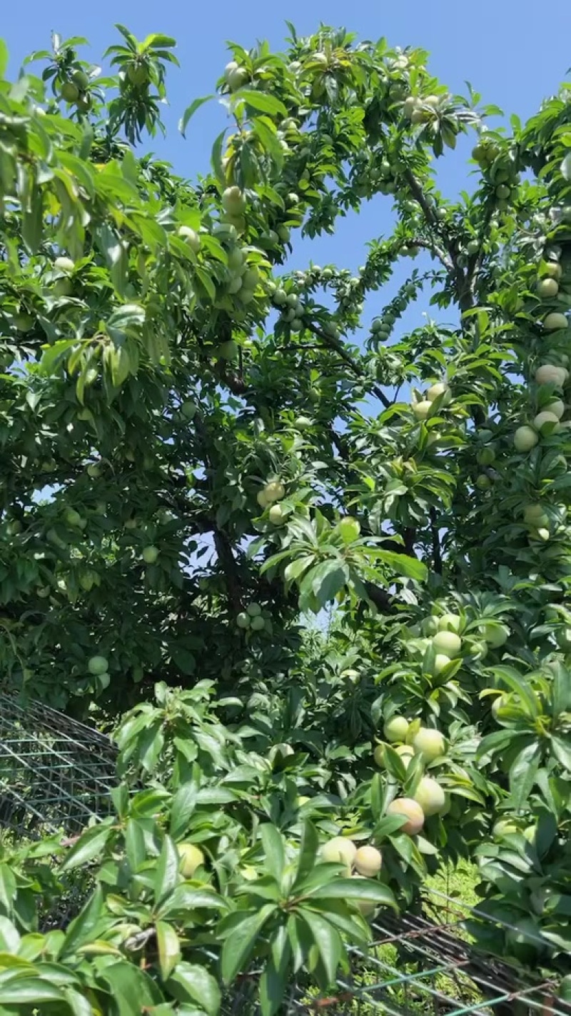 夹心子李子