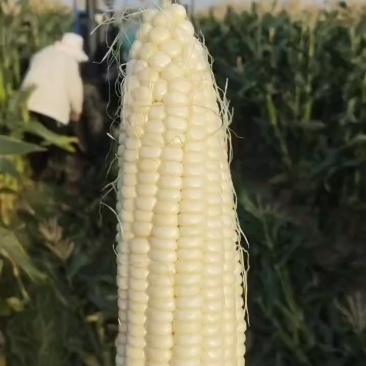甜白玉米