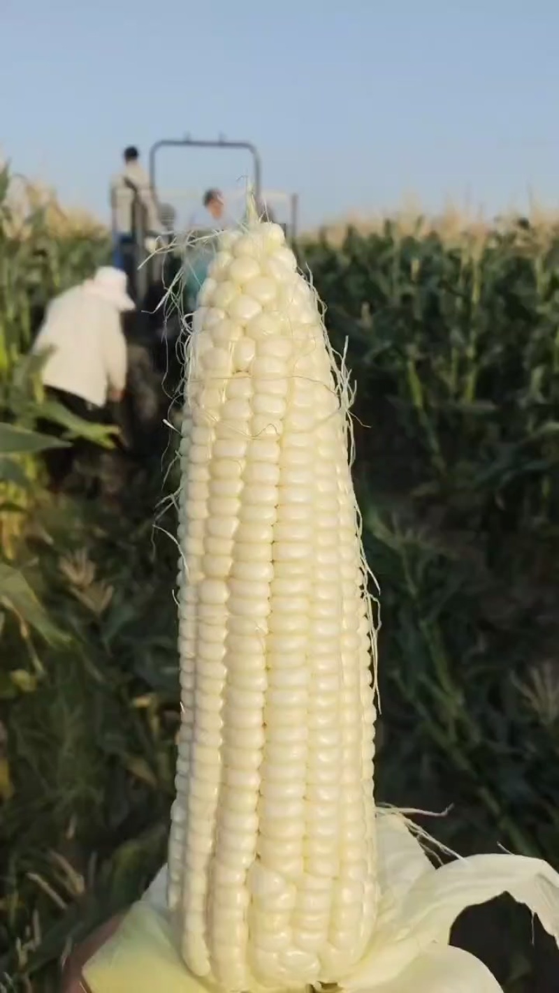 甜白玉米