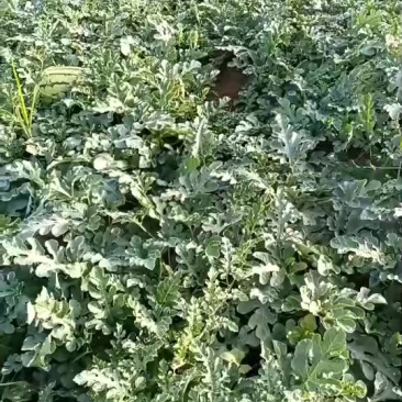 蓝田西瓜
