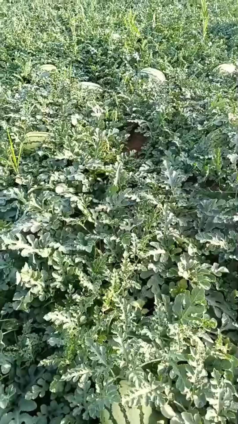 蓝田西瓜