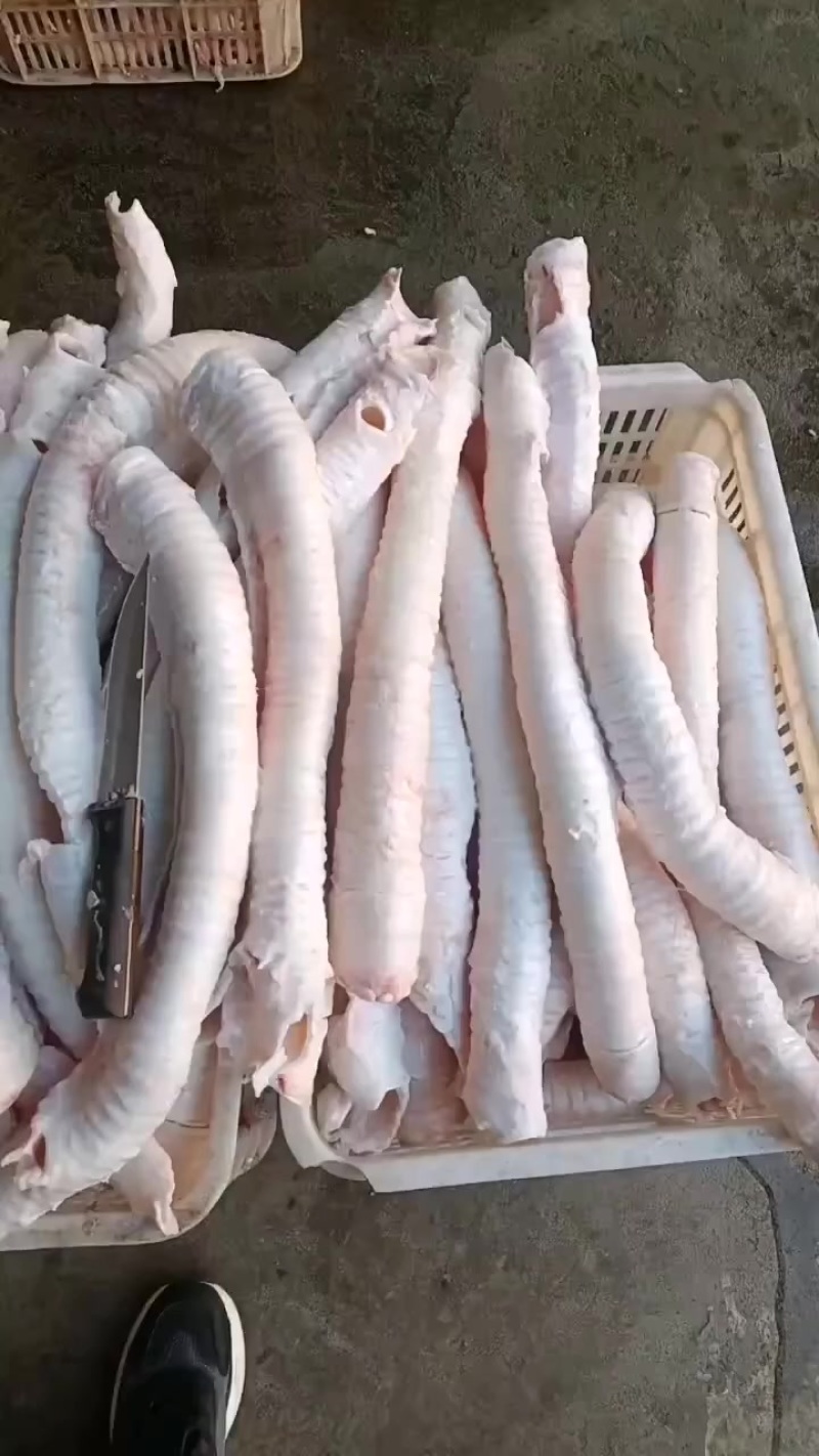 精修牛肺管
