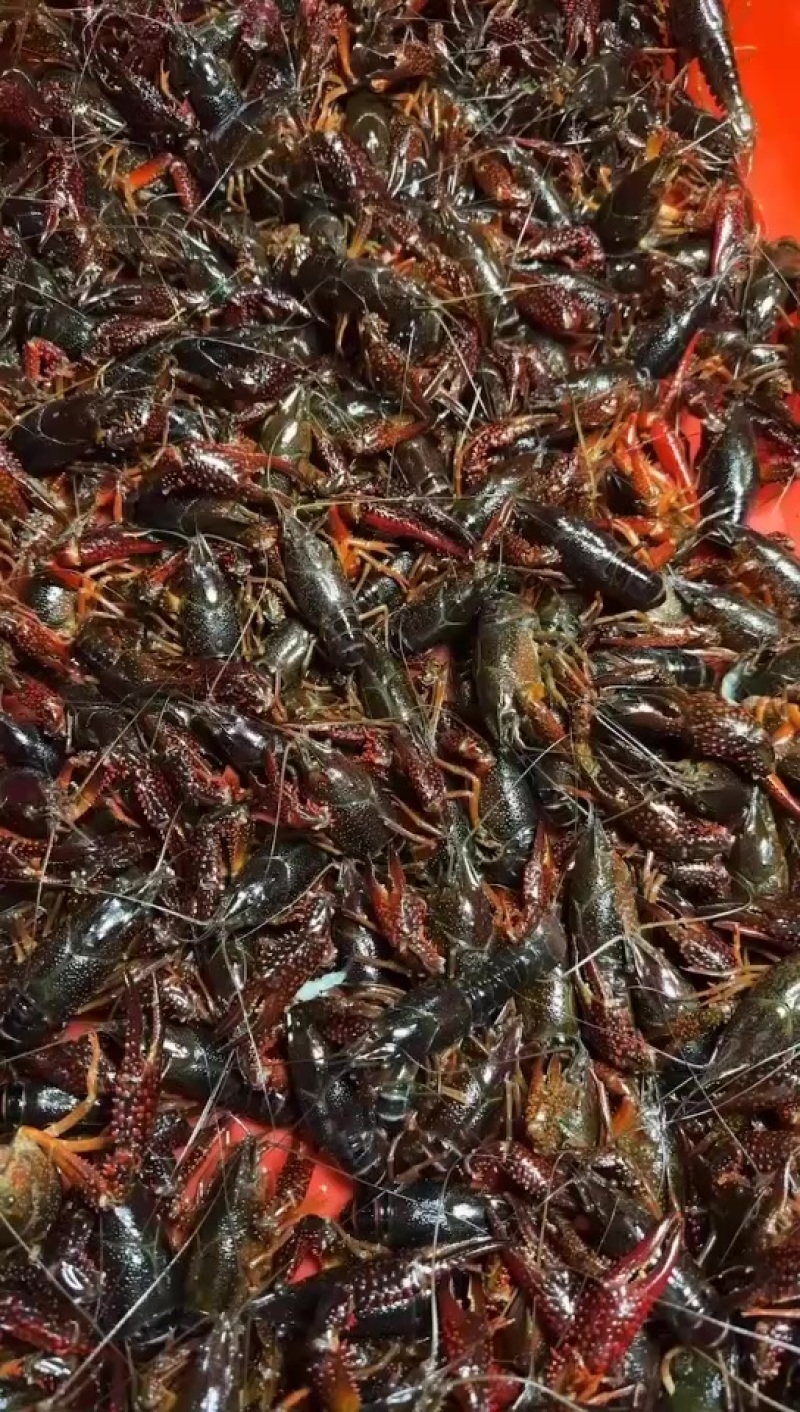 小龙虾